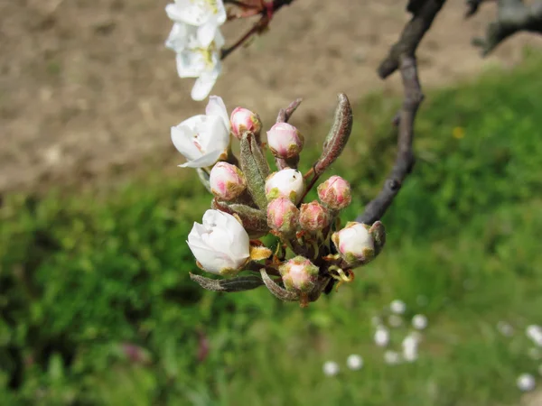 Manzana flor cerrada brotes en primavera. Toscana, Italia — Foto de Stock