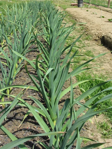 Knoblauchpflanzen in Reihen im Garten — Stockfoto