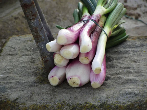 Bunch of fresh onions hand picked just as they ripen from the garden in a Tuscan farm — Stock Photo, Image