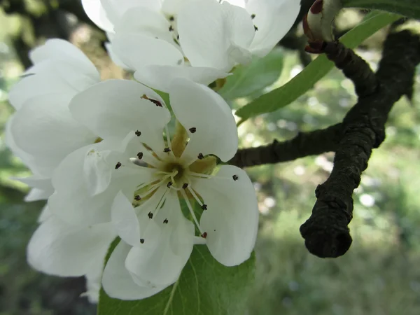 Las flores del peral en primavera. Toscana, Italia — Foto de Stock