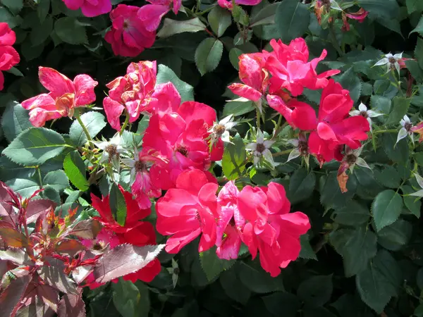 Piros virág Polárszűrő zöld háttérrel — Stock Fotó