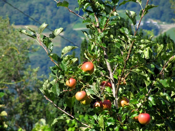 Mele rosse sui rami degli alberi — Foto Stock