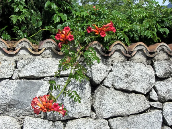 Dekoratif taş duvar ile renkli çiçekler — Stok fotoğraf
