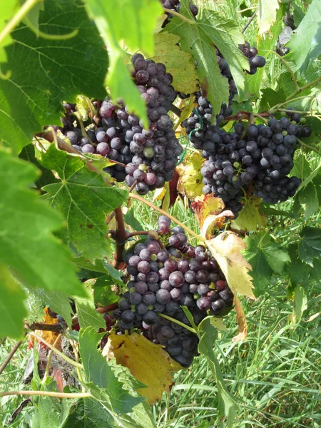 Uvas vermelhas em uma vinha — Fotografia de Stock