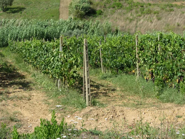 イタリアのトスカーナにあるブドウ畑 — ストック写真
