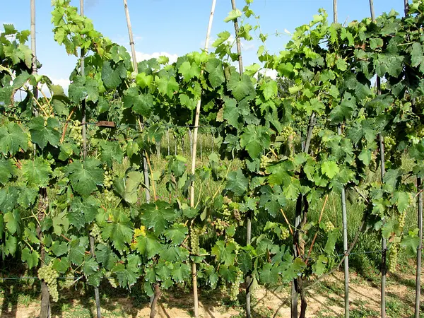 Uvas brancas em uma vinha — Fotografia de Stock