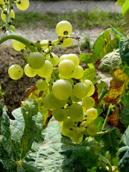 Uvas blancas en un viñedo — Foto de Stock