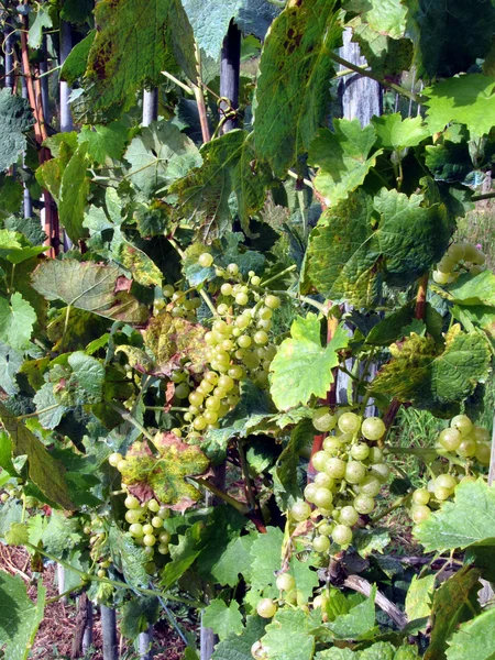 Белый виноград в винограднике — стоковое фото