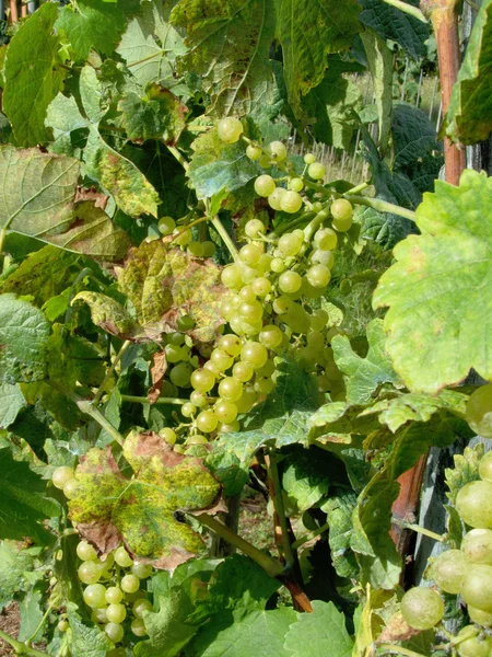 Witte druiven in een wijngaard — Stockfoto