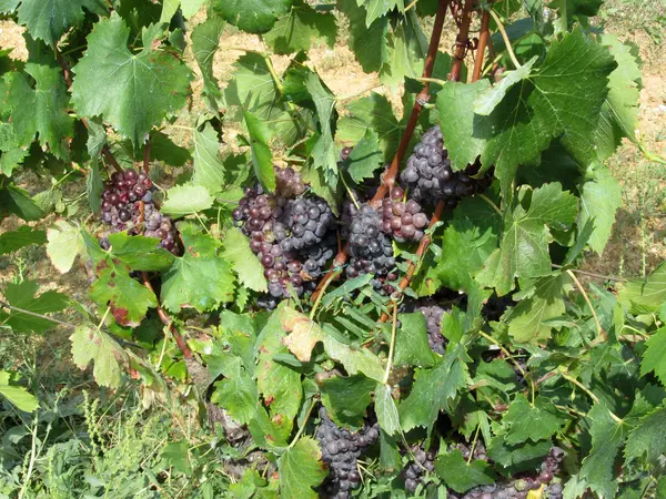 Rode druiven in een wijngaard — Stockfoto