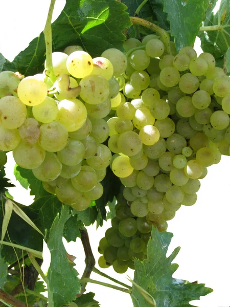 Uvas brancas em uma vinha em fundo branco — Fotografia de Stock