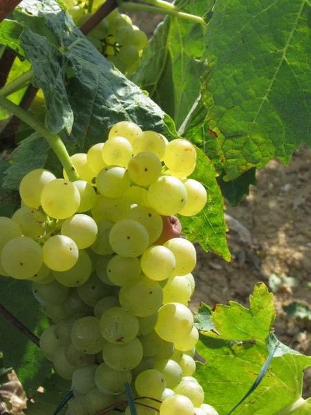 Weiße Trauben in einem Weinberg — Stockfoto