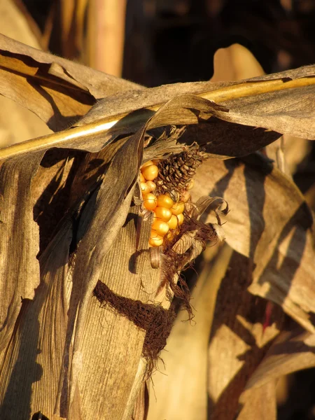 Érett fül kukorica, naplementekor — Stock Fotó