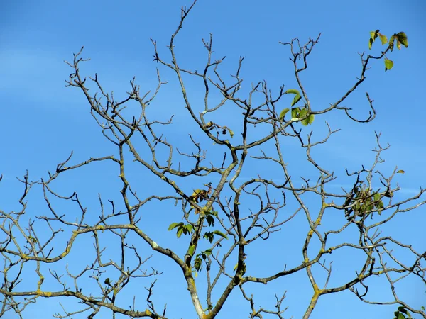 晴れた日に裸の栗の木 — ストック写真