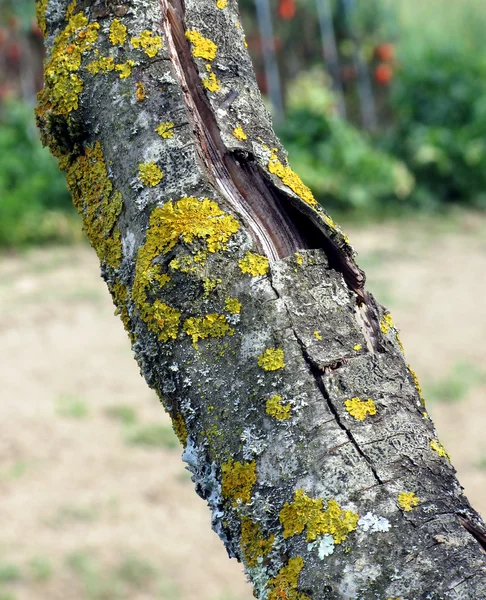 Tronco d'albero con muschio giallo fungo — Foto Stock