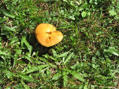 yeşil çayır üzerinde sarı mantar