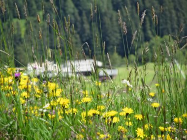 Çayırdaki sarı kır çiçekleri