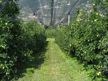Koruma ağları ile elma bahçesi