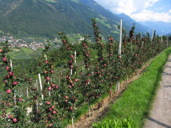 红苹果树山背景 — 图库照片