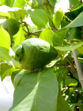 Ağaç dalları üzerinde yeşil limon