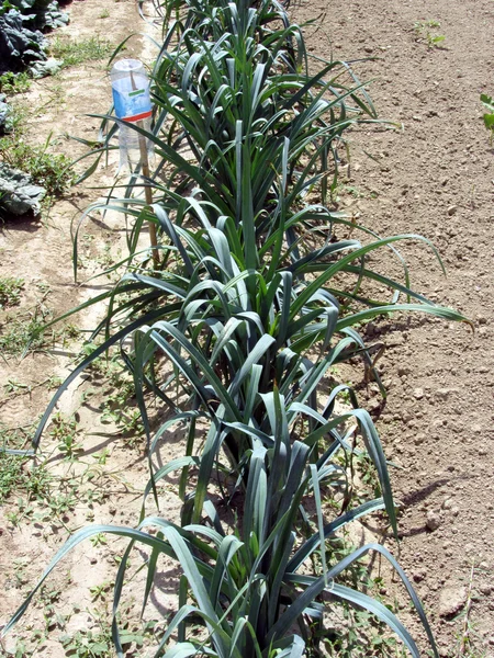 Array of onion plants — Stock Photo, Image