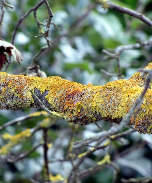 Ramo de árvore com fungos musgo — Fotografia de Stock