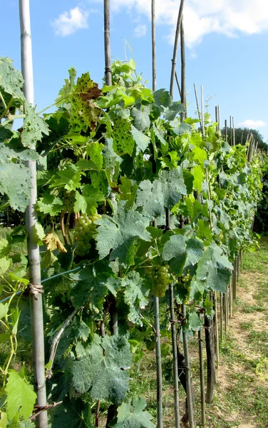 Witte druiven in een wijngaard — Stockfoto