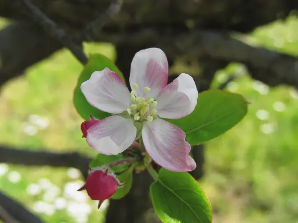 Manzana rosa florece — Foto de Stock