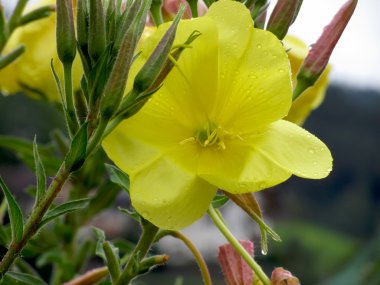 sarı çiçek tatlı su damlacıkları ile