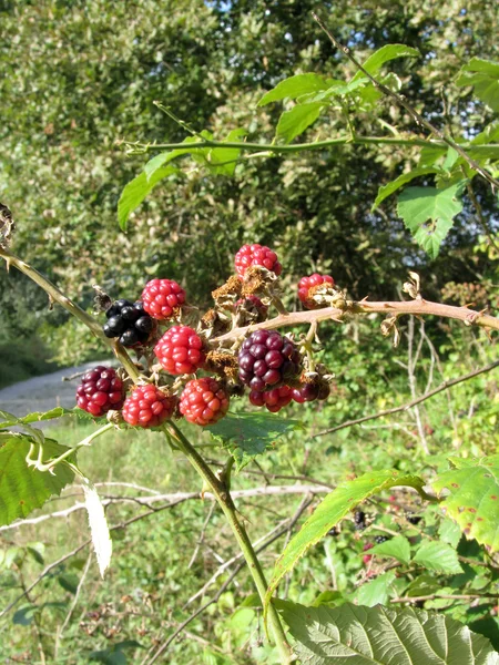 Blackberries bunch — Stock Photo, Image