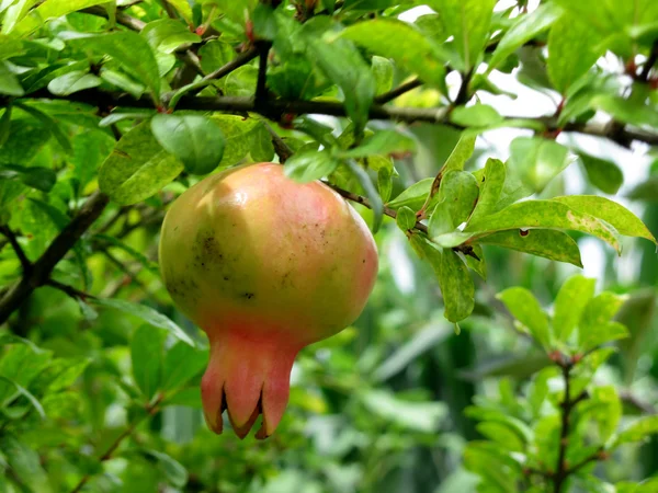 Granátová jablka zavěšená na stromě — Stock fotografie