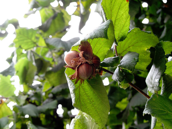 Хэйзельские ветви с орехами
