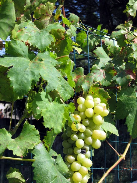 Raisins blancs dans un vignoble — Photo