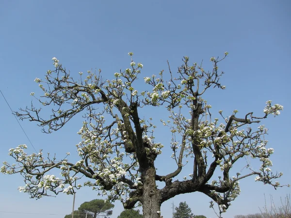 Birnbaum mit Blüten gegen den blauen Himmel — Stockfoto