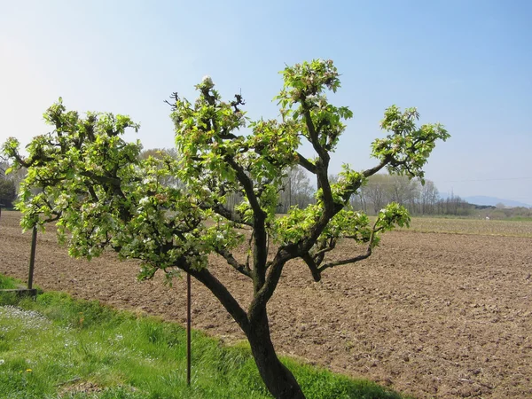 Pera con fiori in una giornata di sole — Foto Stock