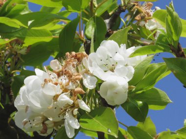 Armut ağaç dalları çiçekleri ile