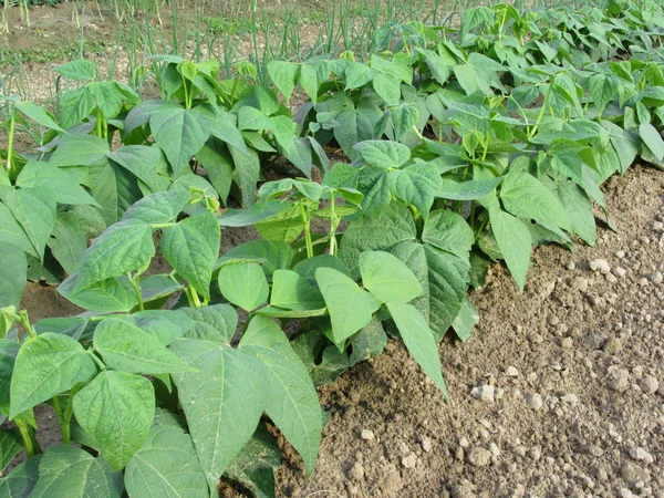 Young green beans plants in rows — Stock Photo, Image
