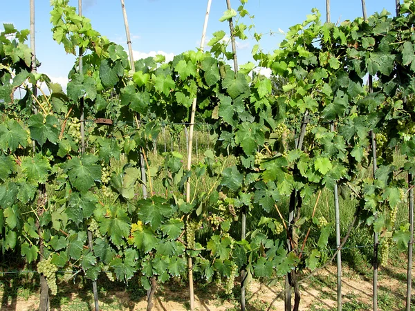 Uvas blancas en un viñedo — Foto de Stock