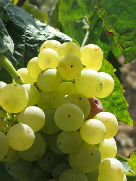 Uvas blancas en un viñedo —  Fotos de Stock