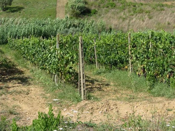 Vigneto in Toscana, Italia — Foto Stock