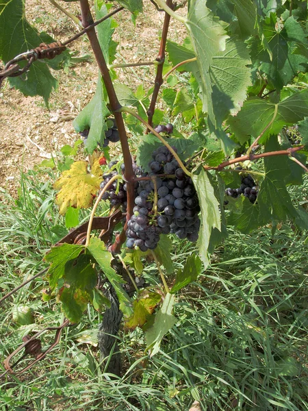 Uvas vermelhas em uma vinha — Fotografia de Stock