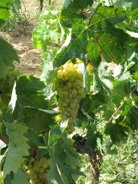 Weiße Trauben in einem Weinberg — Stockfoto