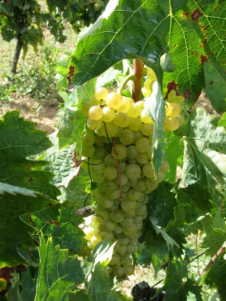 Uvas brancas em uma vinha — Fotografia de Stock