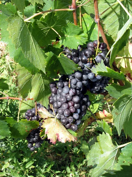 Uvas rojas en un viñedo — Foto de Stock