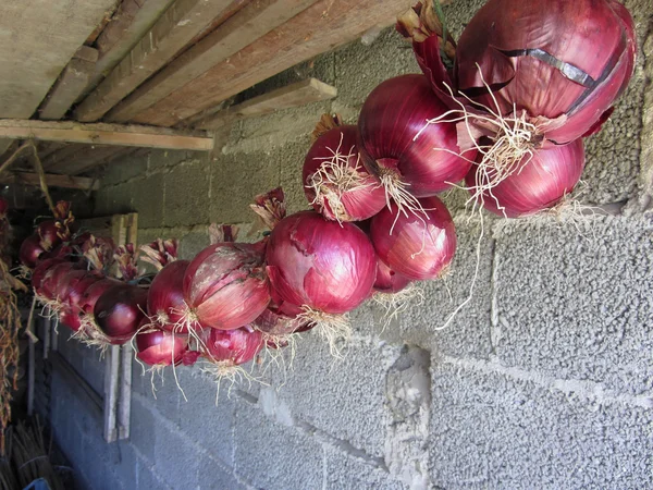 Hängende rote Zwiebeln Sammlung — Stockfoto