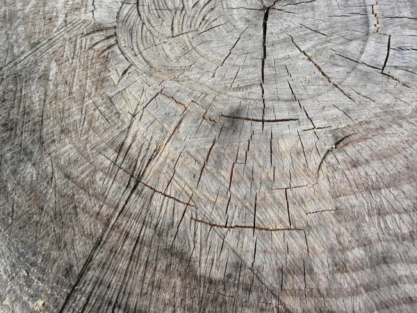 Houtstructuur van gesneden pine boomstam — Stockfoto