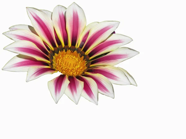 Pollination of Gazania flowerhead isolated on white background — Stockfoto