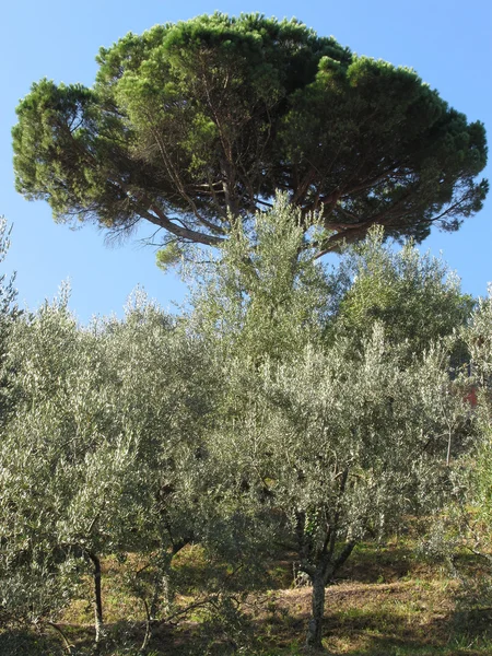Azeitonas com pinheiros como fundo — Fotografia de Stock
