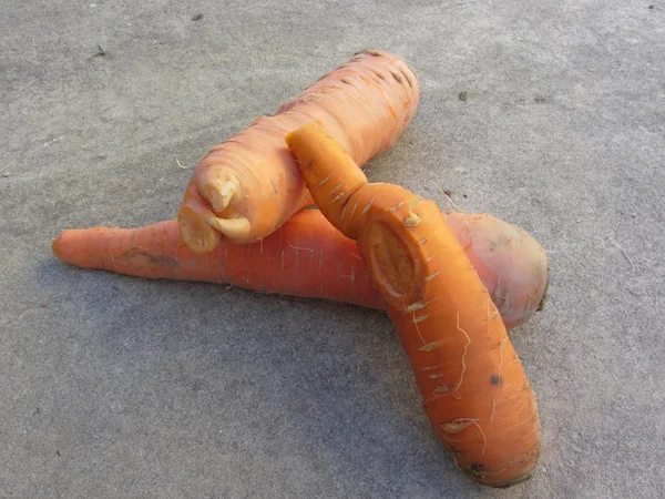 Zanahorias frescas en el suelo —  Fotos de Stock