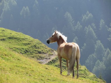 Alp bir arazide tek at. Sesto Dolomites, South Tyrol, İtalya